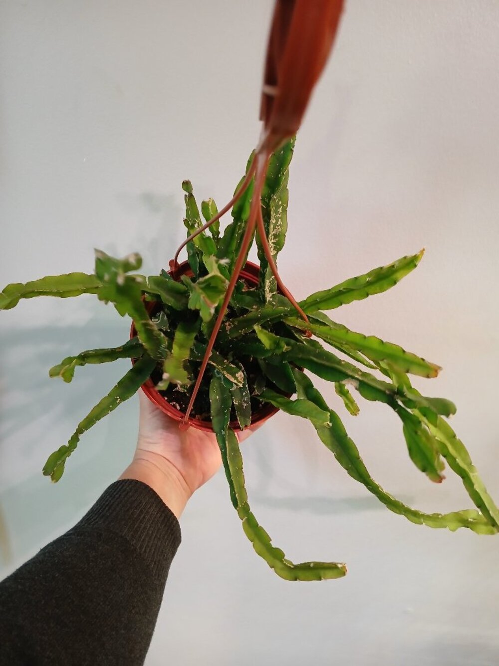 Hurricane Cactus